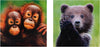 National Geographic Photographic Animals Pack of 10 in 5 Designs Birthday Thank You Blank Cards