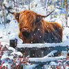 Pack of 8 Highland Cow British Heart Foundation Charity Christmas Cards