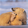 National Geographic Pack of 16 in 2 Designs Christmas Cards