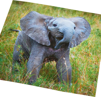 Elephant Design Blank Inside Card