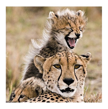 Cheetah And Baby Animates Design 3D Holographic Open And Blank Card