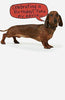 Dachshund Dog Celebrating Humour Birthday Card