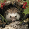 Hedgehog & Berries Blank Inside All Occasion Card