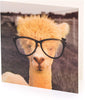 Quirky Funny Llama Open And Blank Greetings Card