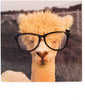 Quirky Funny Llama Open And Blank Greetings Card